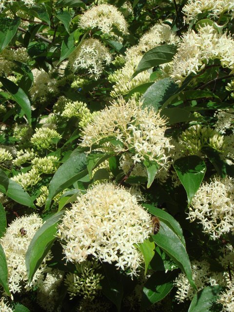 Cornus amomum fleur
